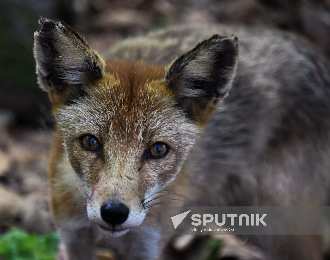 Russia Foxes