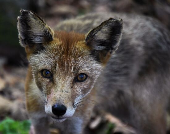 Russia Foxes