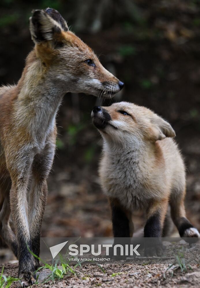 Russia Foxes