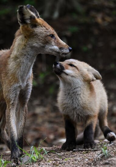 Russia Foxes