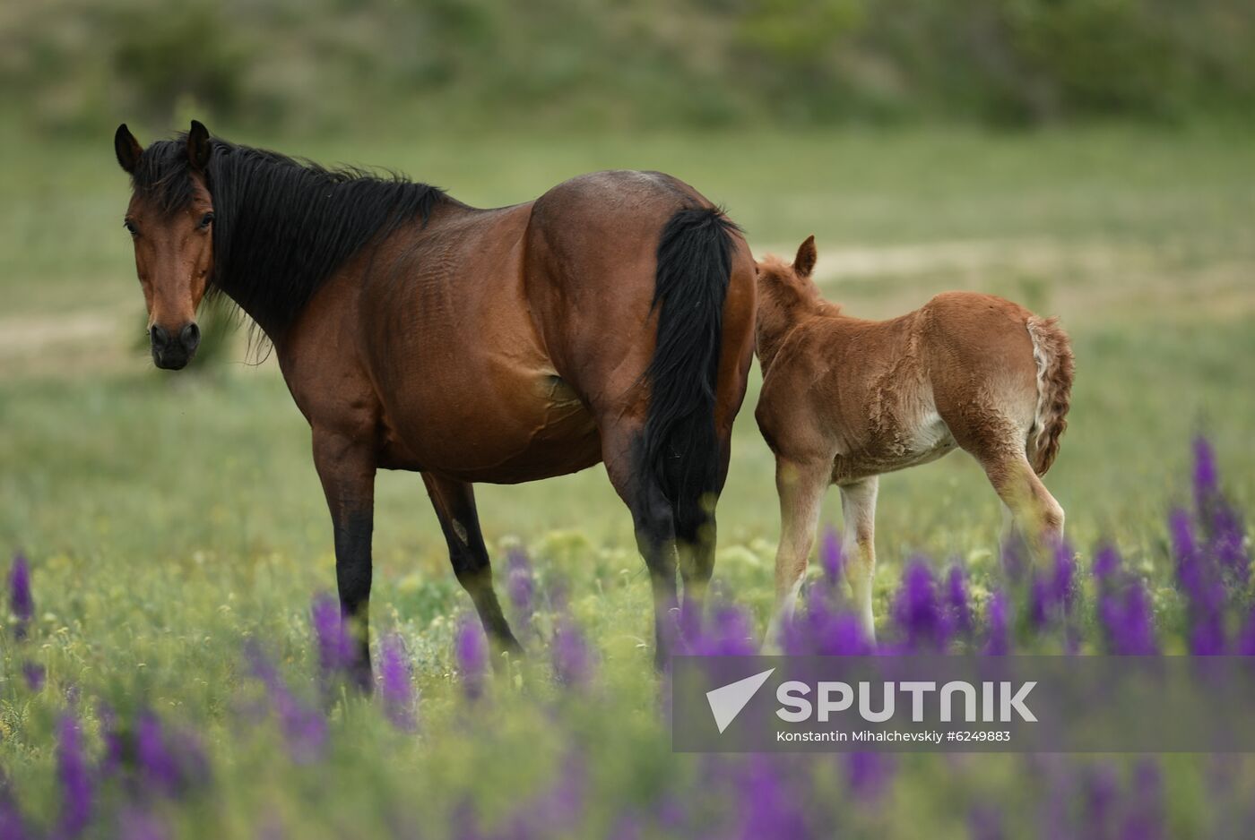 Russia Horses