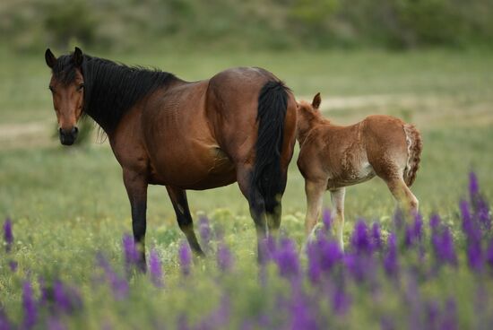 Russia Horses