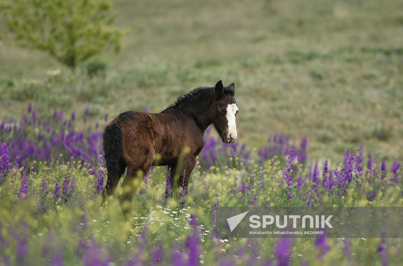 Russia Horses
