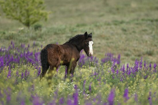 Russia Horses