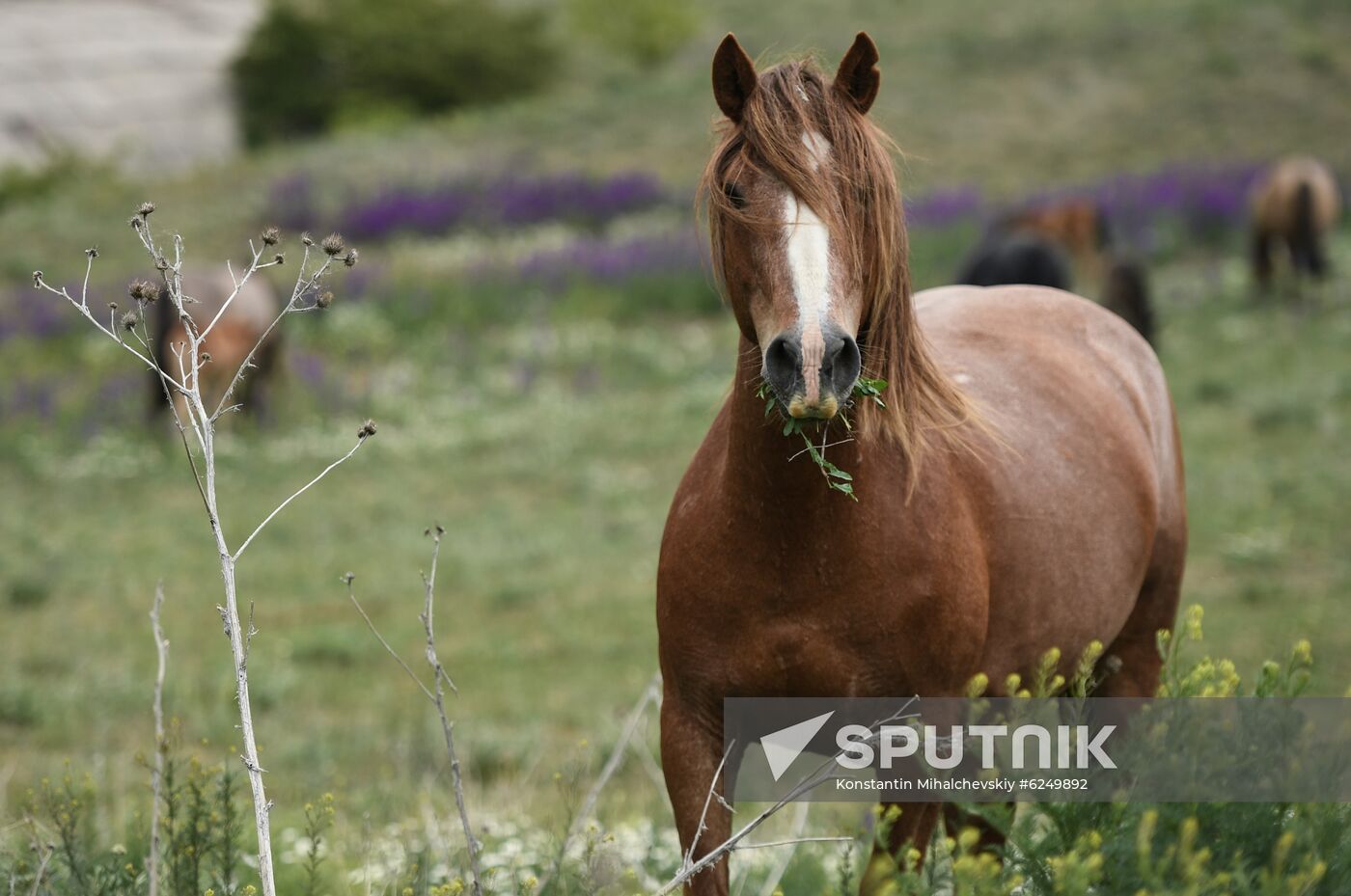 Russia Horses