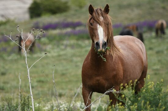 Russia Horses