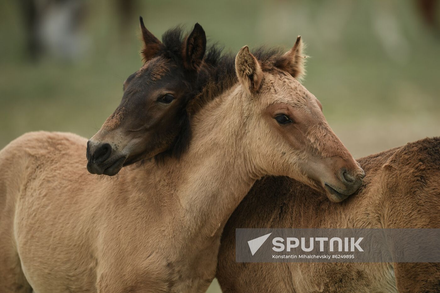 Russia Horses