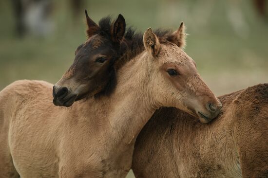 Russia Horses