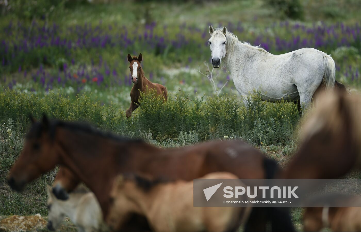 Russia Horses