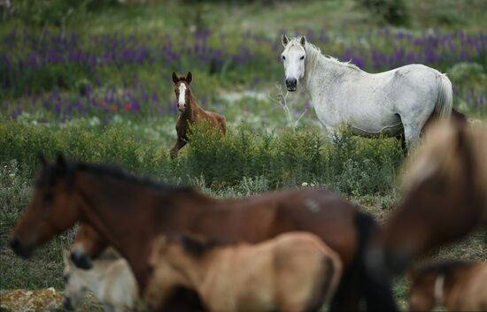 Russia Horses