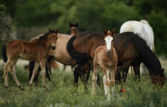 Russia Horses