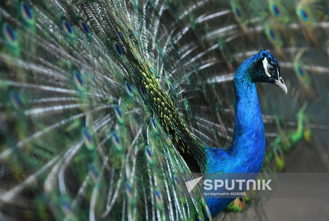 Russia Zoo