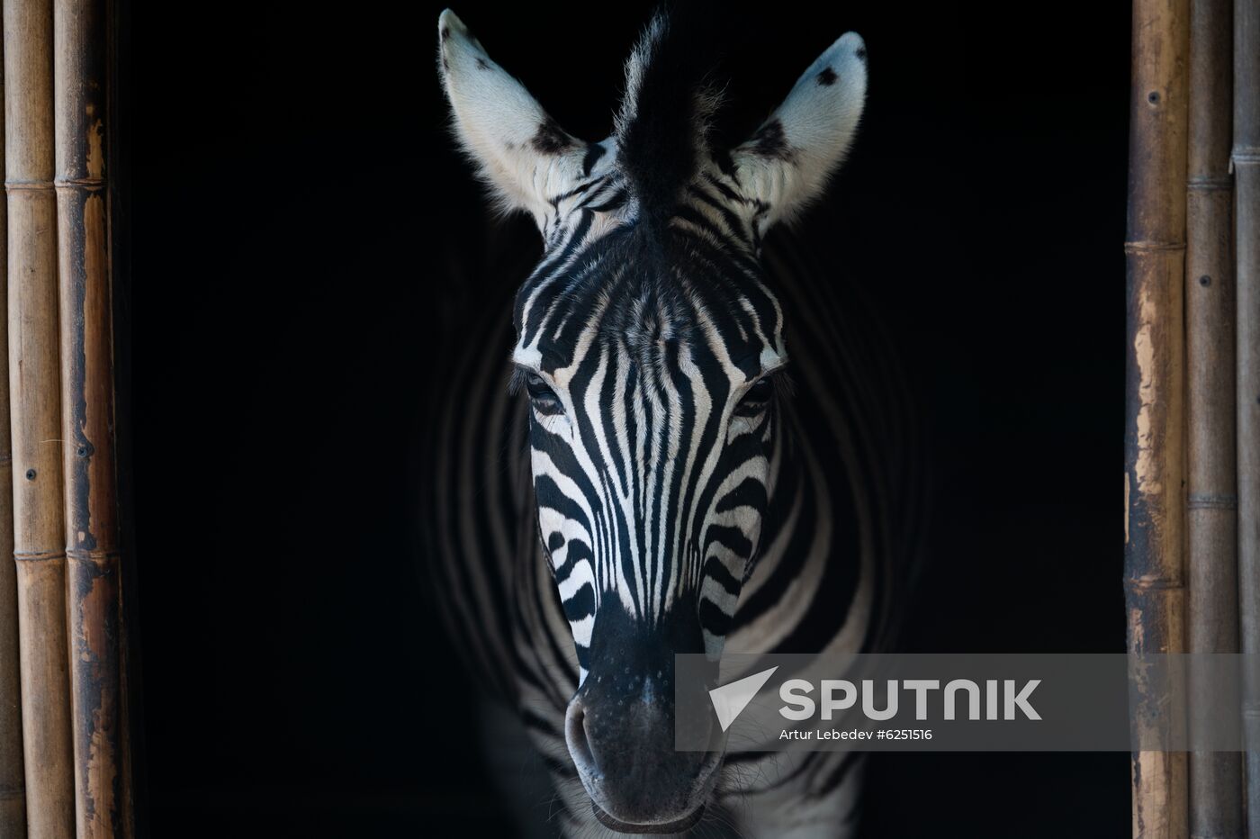 Russia Zoo