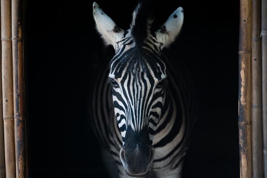Russia Zoo