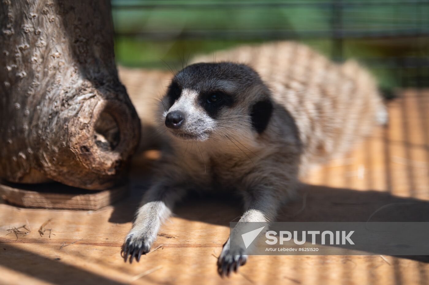 Russia Zoo