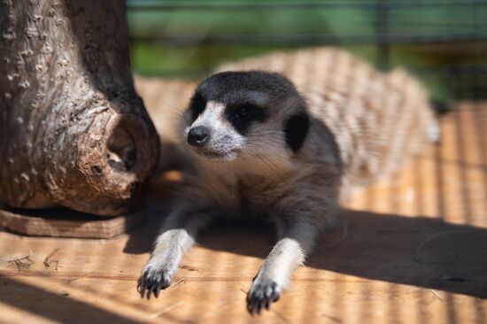 Russia Zoo
