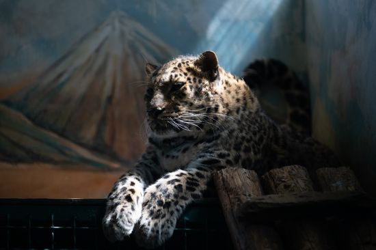 Russia Zoo