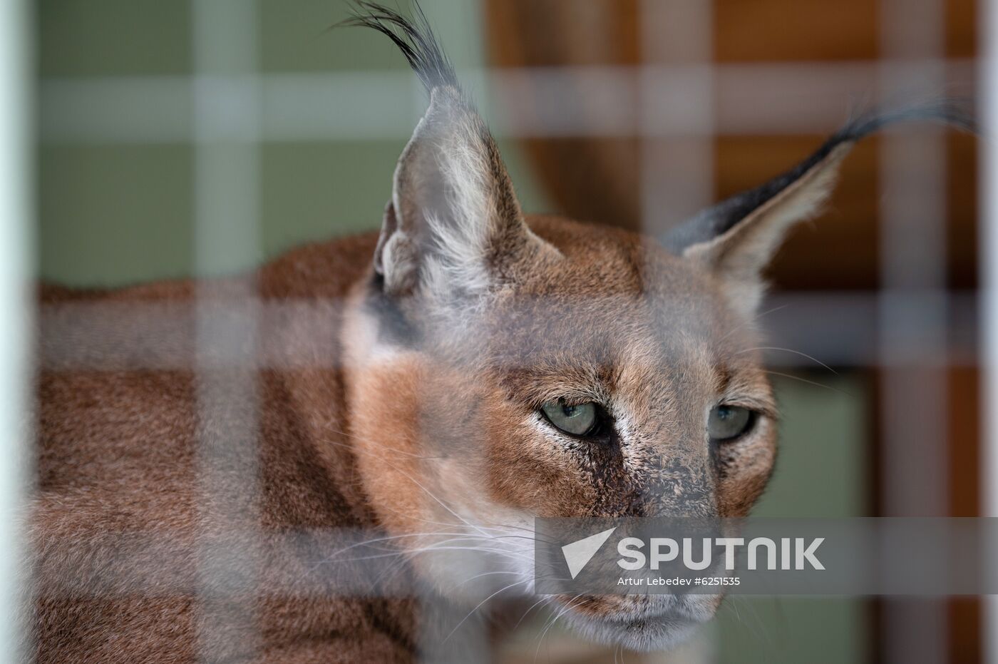 Russia Zoo