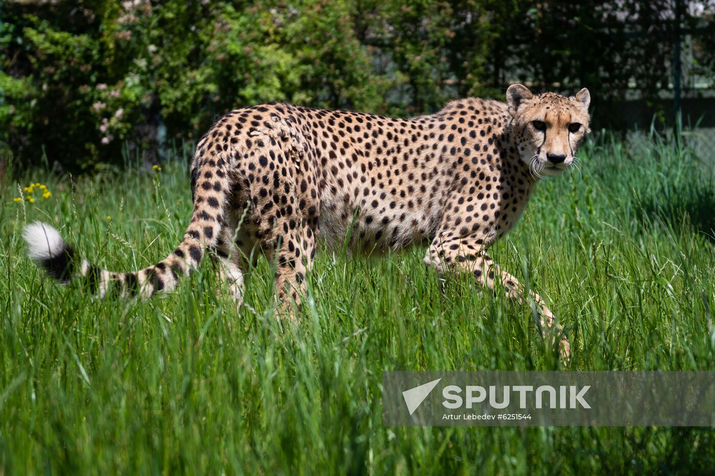 Russia Zoo