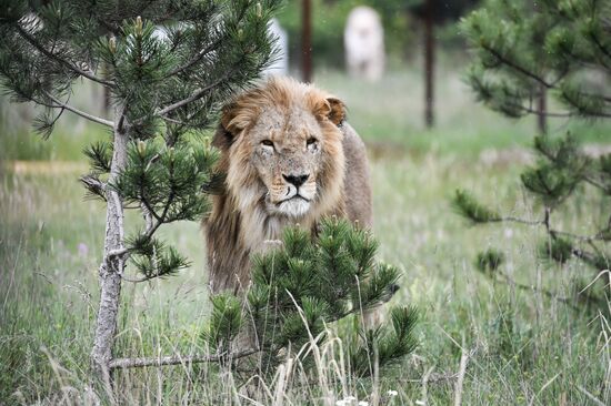 Russia Safari Park