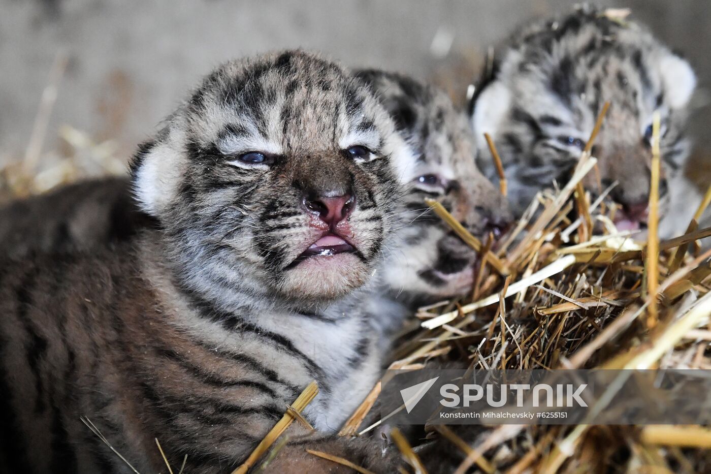 Russia Safari Park
