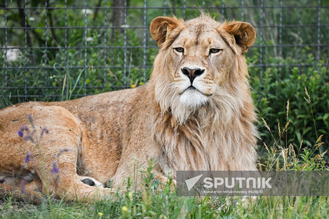 Russia Safari Park