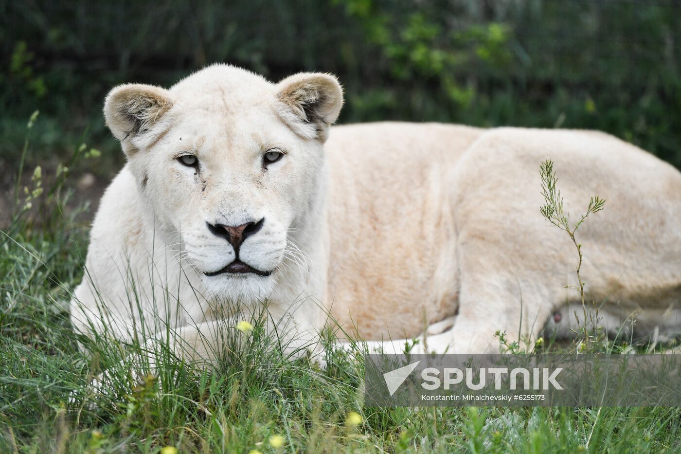 Russia Safari Park