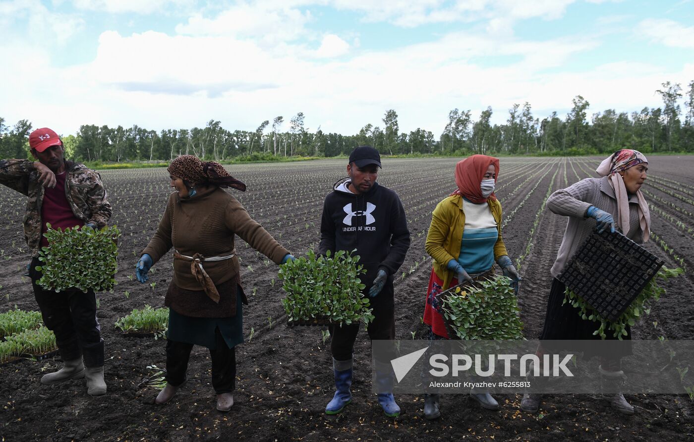 Russia Agriculture