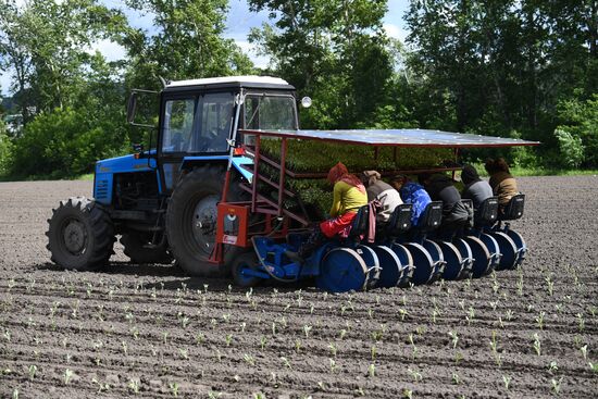 Russia Agriculture