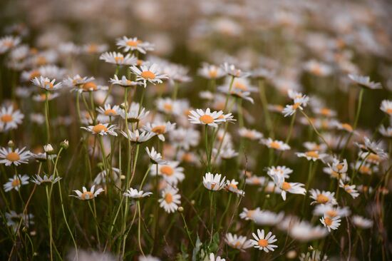 Russia Crimea Daily Life