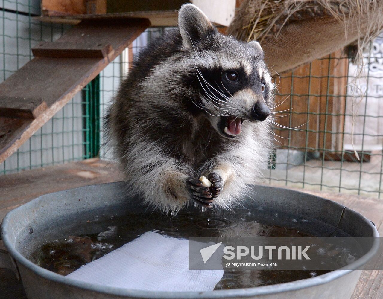 Russia Zoo