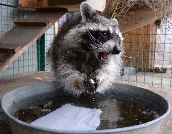 Russia Zoo