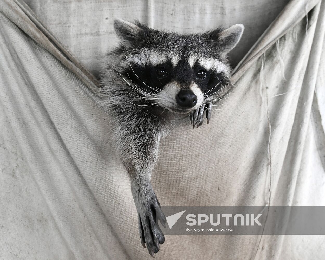 Russia Zoo