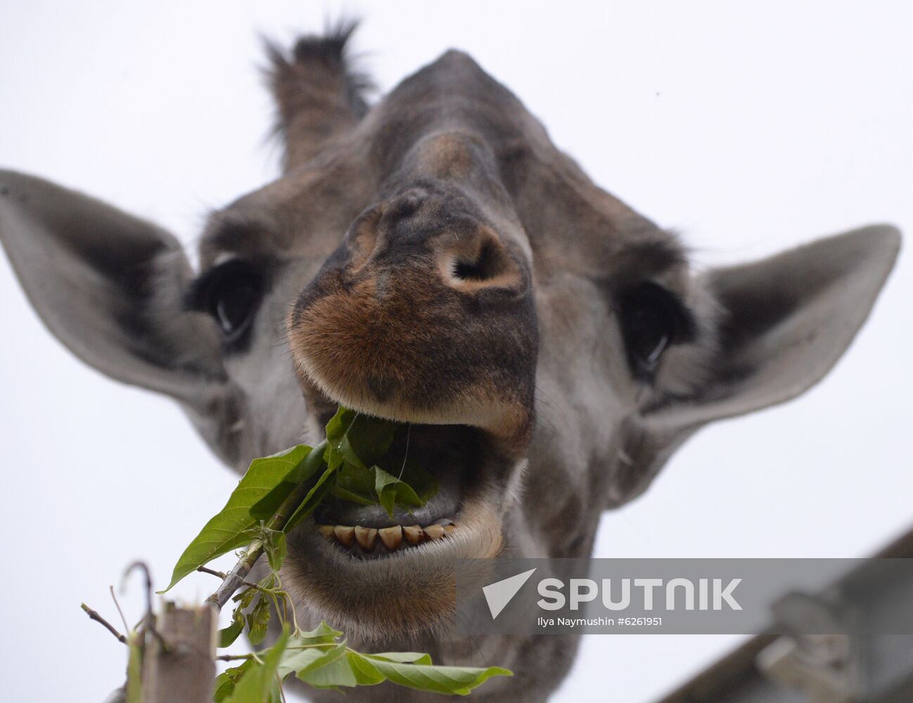 Russia Zoo