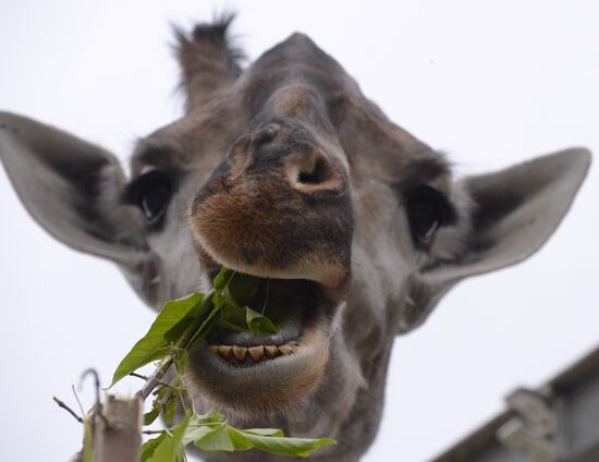 Russia Zoo