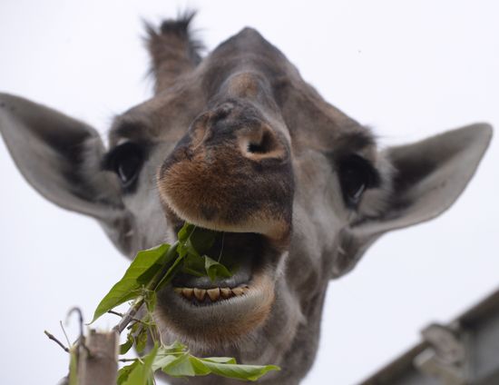 Russia Zoo