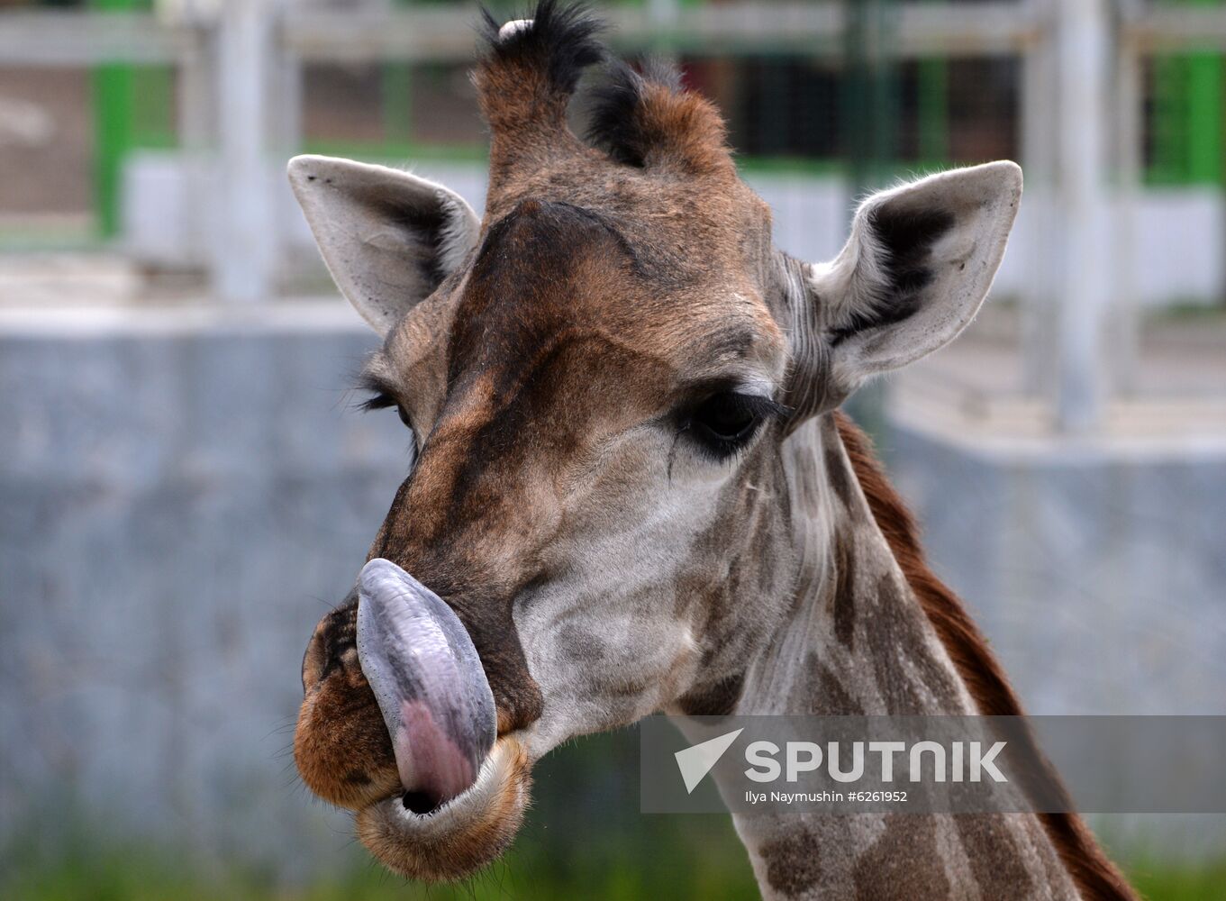 Russia Zoo