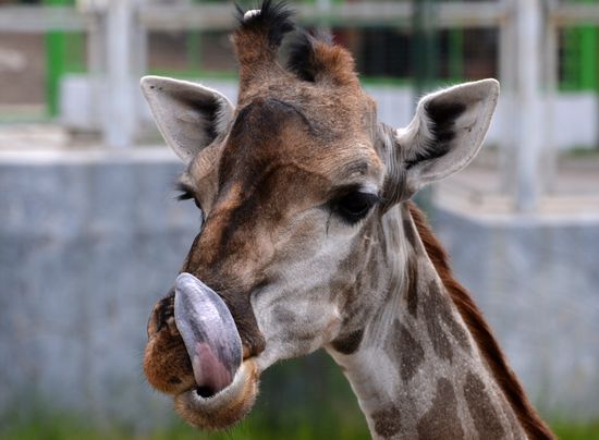Russia Zoo