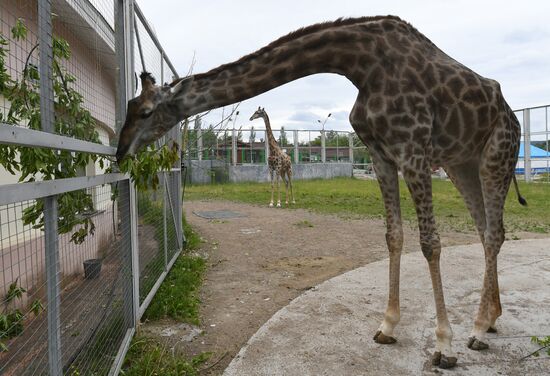 Russia Zoo