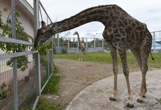 Russia Zoo