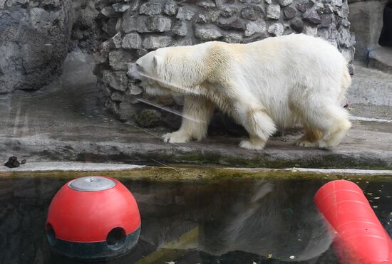 Russia Zoo 