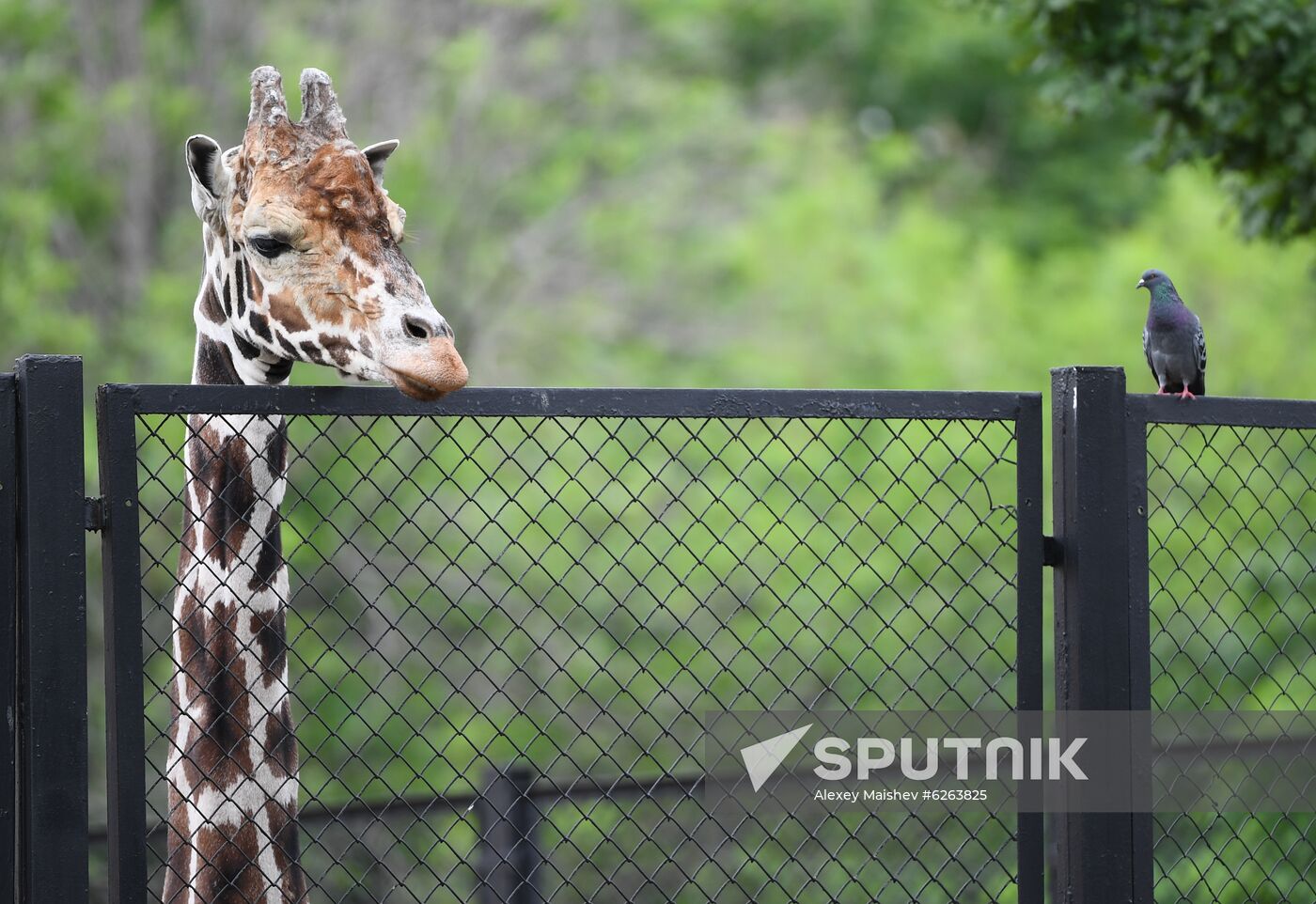 Russia Zoo 