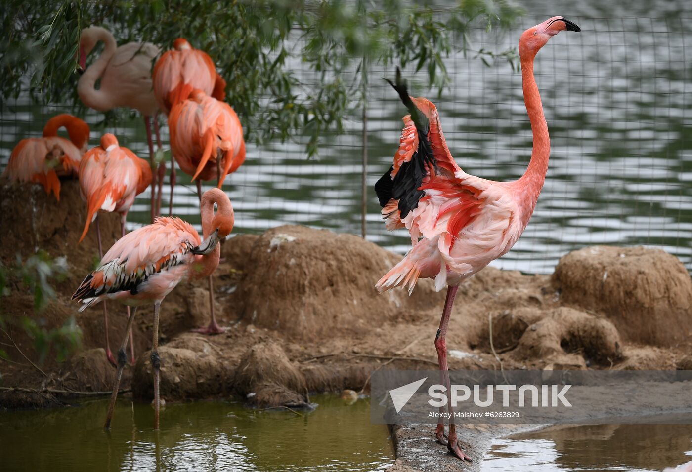 Russia Zoo 