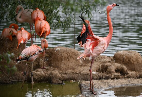 Russia Zoo 