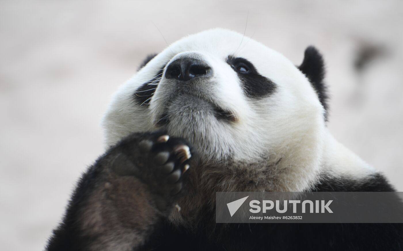 Russia Zoo
