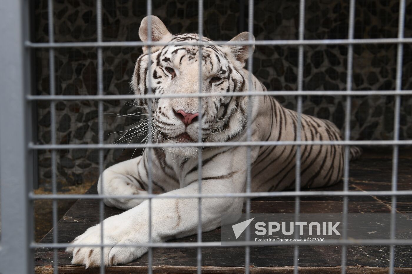 Russia Coronavirus Lockdown Ease