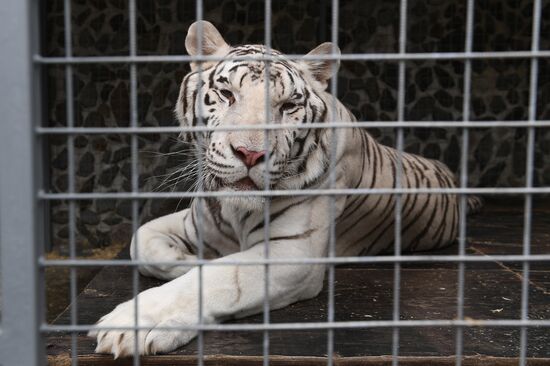 Russia Coronavirus Lockdown Ease