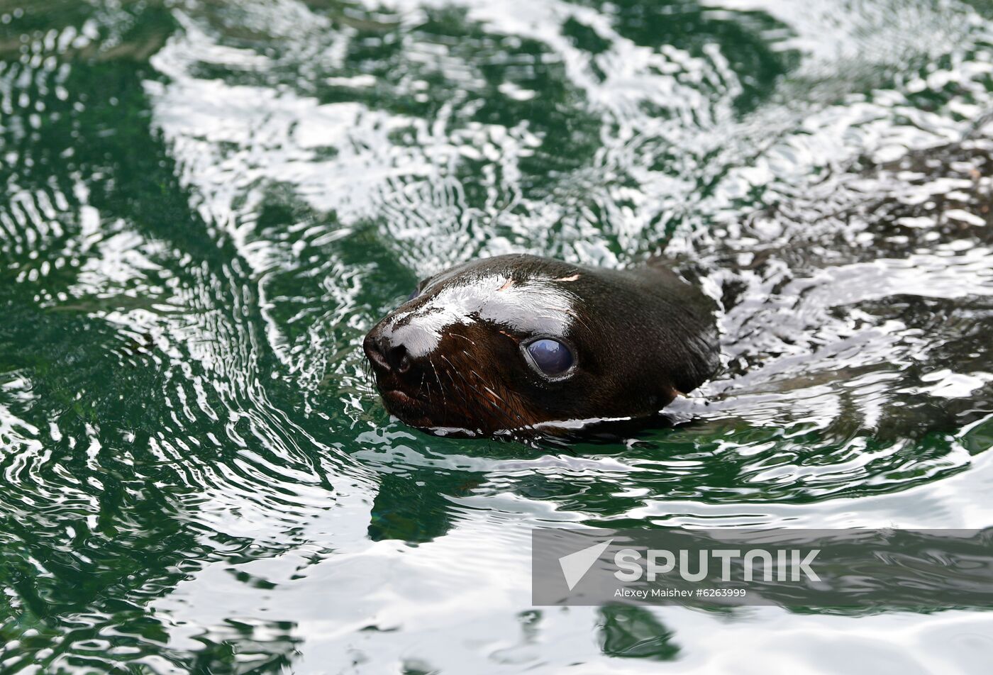 Russia Zoo