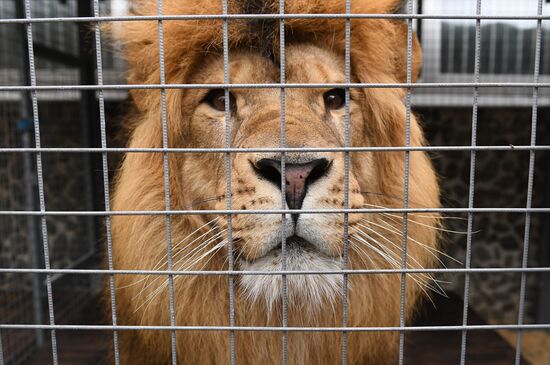Russia Coronavirus Lockdown Ease