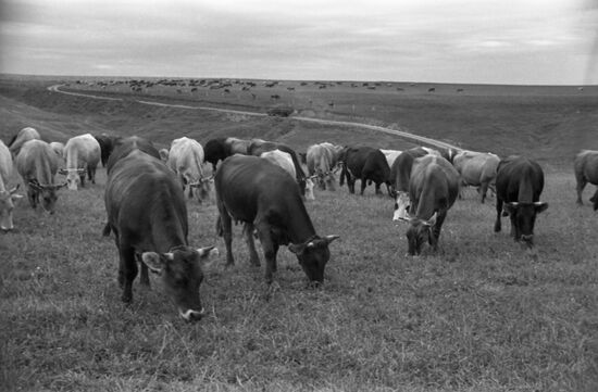 Novaya Zhizn collective farm in Tula Region